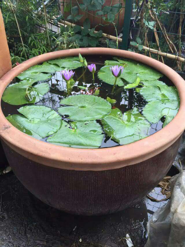 37#Vertical pattern shallow basin/vertical pattern shallow tank/large lotus basin/garden wash basin